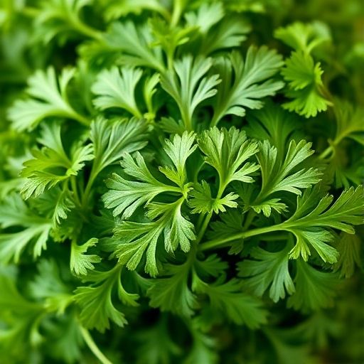 Parsley